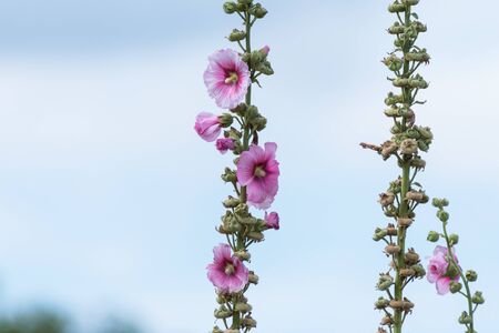 Closeup of a common hollyhock (Alcea rosea, Malvaceae) in summer in Franceの写真素材