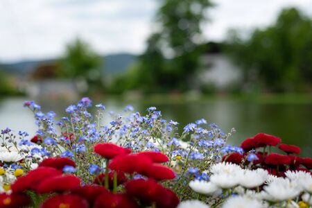 Closeup of red and white daisies (Bellis) and forget me nots (Myosotis) in a flower potの写真素材
