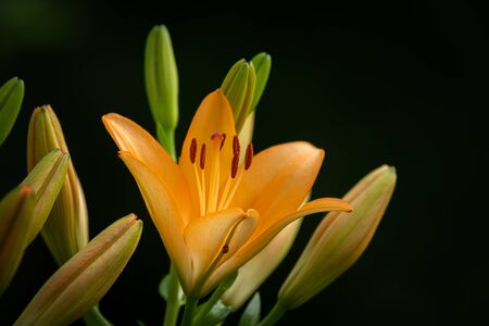 Blossom of a big orange tiger lily in the garden, summer