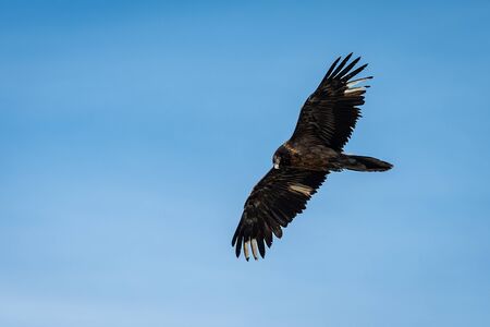 A juvenile bearded vulture (Gypaetus barbatus) in flight, blue sky, alps in South Tyrol, Stilfser Jochの写真素材
