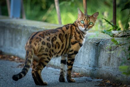 A cute Bengal cat on the street (South Tyrol, Italy)の写真素材