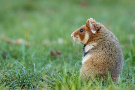 A European hamster in a meadow looking for food, cemetery in Meidling (Vienna, Austria)