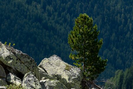 Stone pine (Pinus cembra) growing near a rock on a sunny day in summer (South Tyrol, Italy)