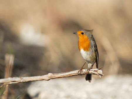 A cute little European robin (Erithacus rubecula) standing on a small branch (Isonzo, Italy)