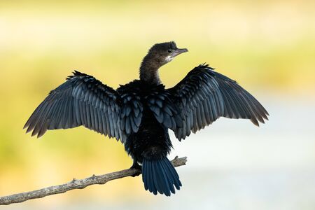 A Pygmy cormorant (Microcarbo pygmaeus) resting on a small branch near the water (Isonzo, Italy)の写真素材