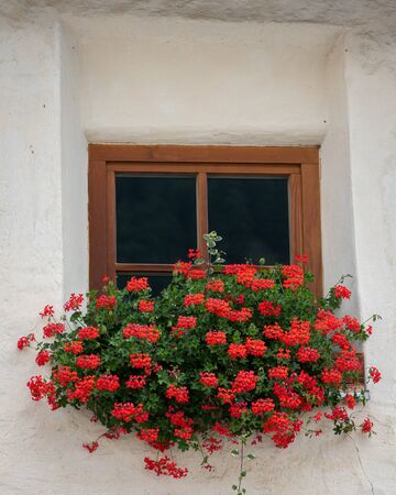 Red flowers in front of a small window of a very old house in Burgeis (South Tyrol, Italy)の写真素材