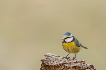 A blue tit (Cyanistes caeruleus) sitting on a piece of wood eatingの写真素材