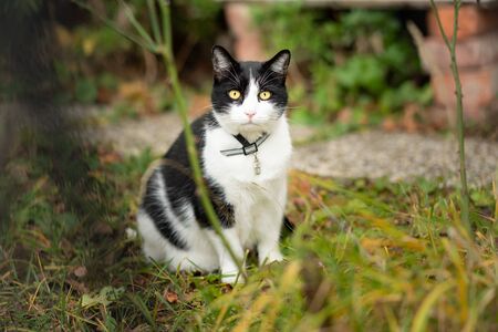 A young black and white colored cat sittingの写真素材