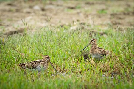 Two Common snipes (Gallinago gallinago) walking near a pond and looking for food (Grado, Italy)の写真素材