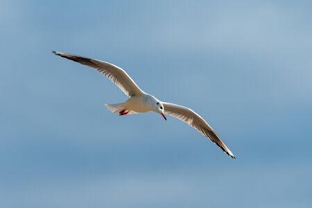 A black-headed gull (Chroicocephalus ridibundus) flying in the evening blue sky