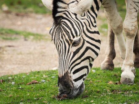 A close up of a zebra grazing (Equus quagga burchelli)の写真素材