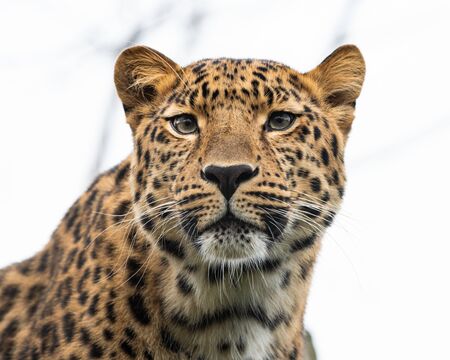 Portrait of a leopard (Panthera pardus ssp. orientalis) on a cloudy day in winter in a zooの写真素材