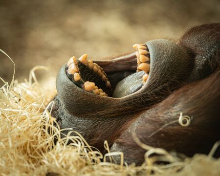 Portrait of a female orangutan (Pongo pygmaeus) lying on a bunch of straw