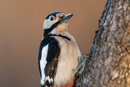 A male great spotted woodpecker (Dendrocopos major) sitting on a tree trunkの写真素材