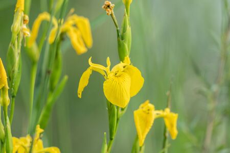 Closeup of the flowers of a yellow iris (Iris pseudacorus), green background