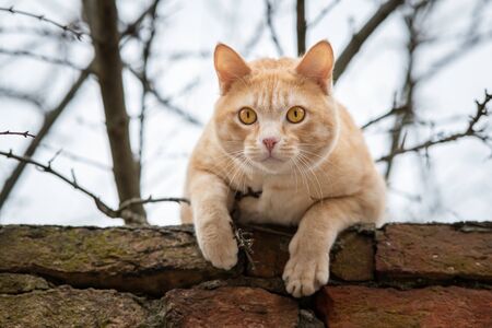Portrait of a curious orange cat lying on a brick wallの写真素材