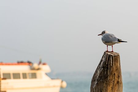 A black headed gull sitting on a wooden pole in Venice, Italyの写真素材