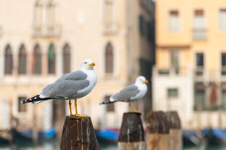 A yellow legged gull sitting on a wooden pole in Venice, Italy