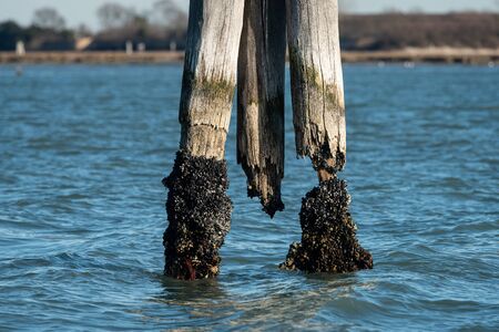 An old bollard in the lagoon of Venice (Italy)