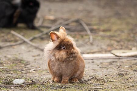 Portrait of a small brown dwarf rabbit sitting in the grassの写真素材