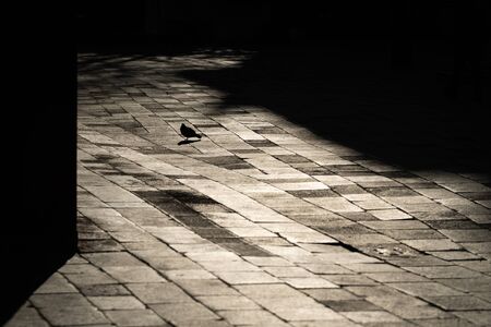 A small pigeon on a cobbled street in Venice (Italy)の写真素材