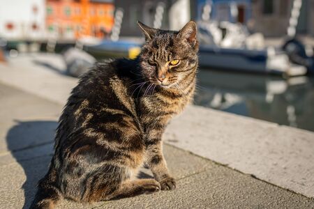 A cute little tabby cat sitting on the ground (Venice, Italy)の写真素材