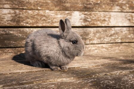 A young small rabbit sitting on a wooden bench outside in the garden on a sunny dayの写真素材
