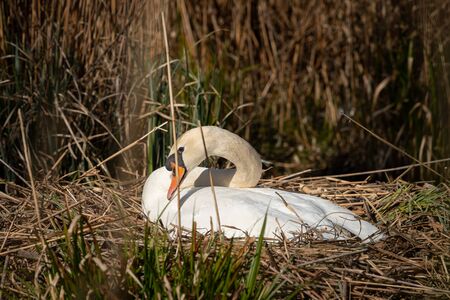 White swan in a nest in spring, water and reed, Vienna (Austria)の写真素材