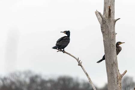 A great cormorant (Phalacrocorax carbo) sitting on a leafless tree, cloudy day in winter near Danube (Austria)の写真素材