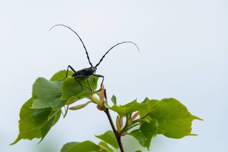 A capricorn beetle (Cerambyx scopolii, Cerambycidae) sitting on a lime tree (Vienna, Austria)の写真素材