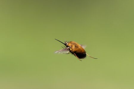 A bee fly (Bombylius major, Bombyliidae) in flight on a sunny day in spring (Vienna, Austria)の写真素材