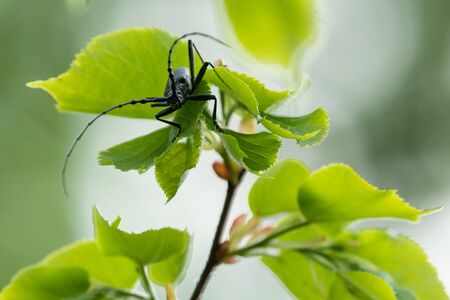 A capricorn beetle (Cerambyx scopolii, Cerambycidae) sitting on a lime tree (Vienna, Austria)