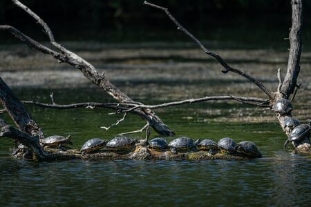 A group of Pond sliders (Trachemys scripta) resting and enjoying the sun (Vienna, Austria)