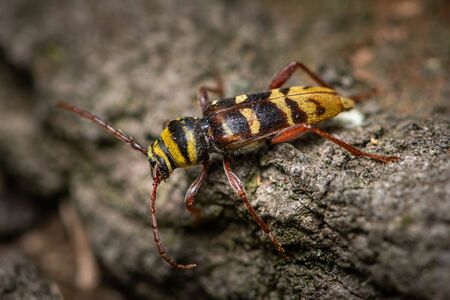 A beautiful longhorn beetle (Plagionotus detritus, Cerambycidae) sitting on wood, Vienna (Austria)