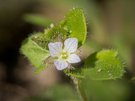 Closeup of the blossom of a green field speedwell (Veronica agrestis, Plantaginaceae)