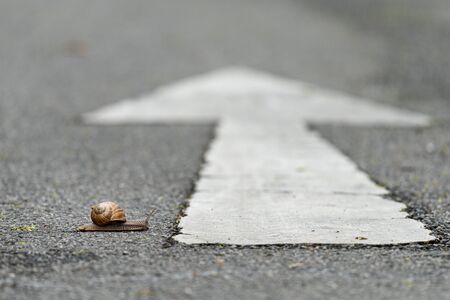 Closeup of a snail crossing a road with a white arrow in wrong directionの写真素材