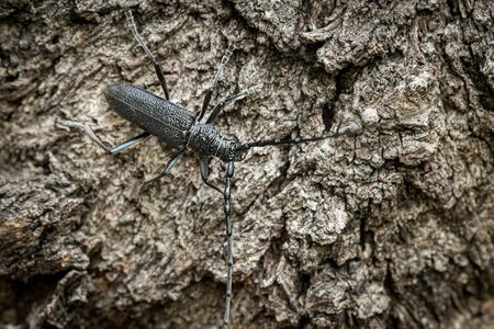 Portrait of a capricorn beetle (Cerambyx scopolii, Cerambycidae) sitting on a tree trunk (Vienna, Austria)の写真素材