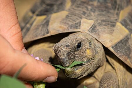 Portrait of a a tortoise (Testudo hermanni boettgeri) biting into a green leaf, sunny day in springtimeの写真素材