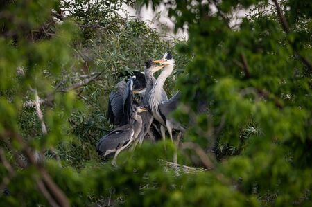 An adult grey heron (Ardea cinerea) feeding children in their nest, sunny morning in springtime, Vienna (Austria)の写真素材