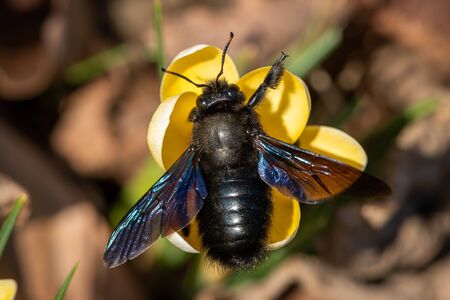 A big male carpenter bee (Xylocopa violacea) feeding on a yellow crocus, sunny day in spring, Vienna...