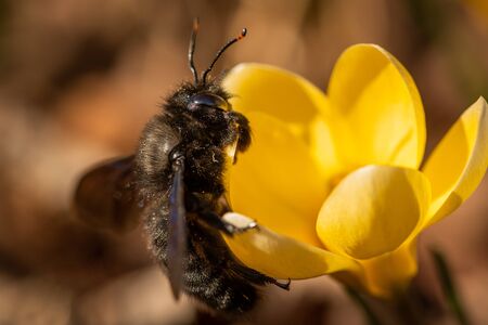 A big male carpenter bee (Xylocopa violacea) feeding on a yellow crocus, sunny day in spring, Vienna...