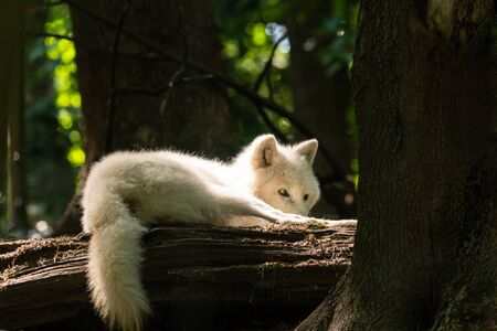 Portrait of a white wolf resting in a zoo, sunny day in spring