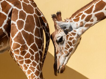 Portrait of a giraffe in a zoo, sunny day in spring