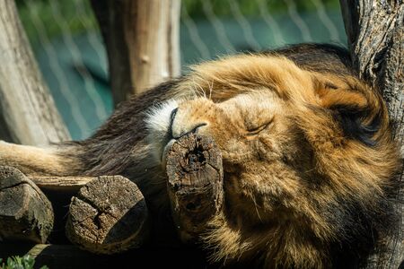 Portrait of a male lion sleeping in a zoo, sunny day in springの写真素材
