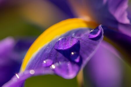 Detail of a purple and yellow blossom of an iris with water drops on a rainy day in spring