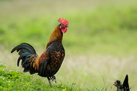 A rooster standing on a meadow outside on a farm, cloudy day in springtime