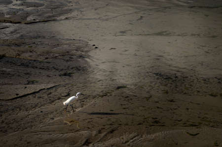 Little egret (Egretta garzetta) looking for food on the beach, low tide in Morgat (France)