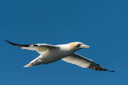 A Northern Gannet (Morus bassanus) in flight on a sunny day summer, blue sky, Les Sept Iles, Brittany (France)の写真素材