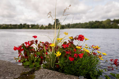 Flowers in front of lake in Huelgoat (Brittany, France) on a cloudy day in summerの写真素材