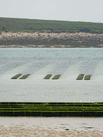 Oyster farming in Aber benoit in Brittany (France), cloudy day in summerの写真素材